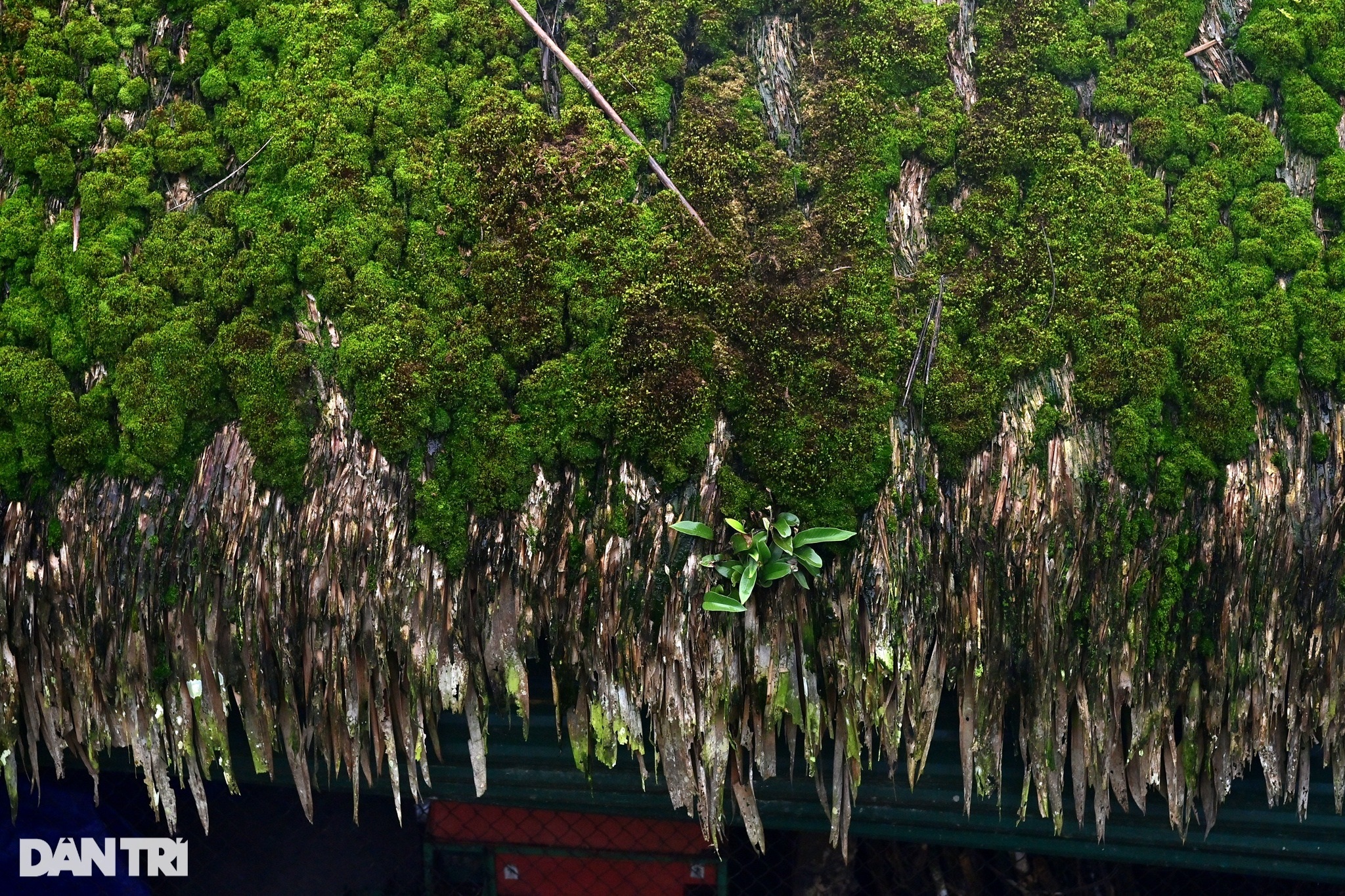 Strangely beautiful village with dozens of stilt houses covered with green moss in Ha Giang - 11