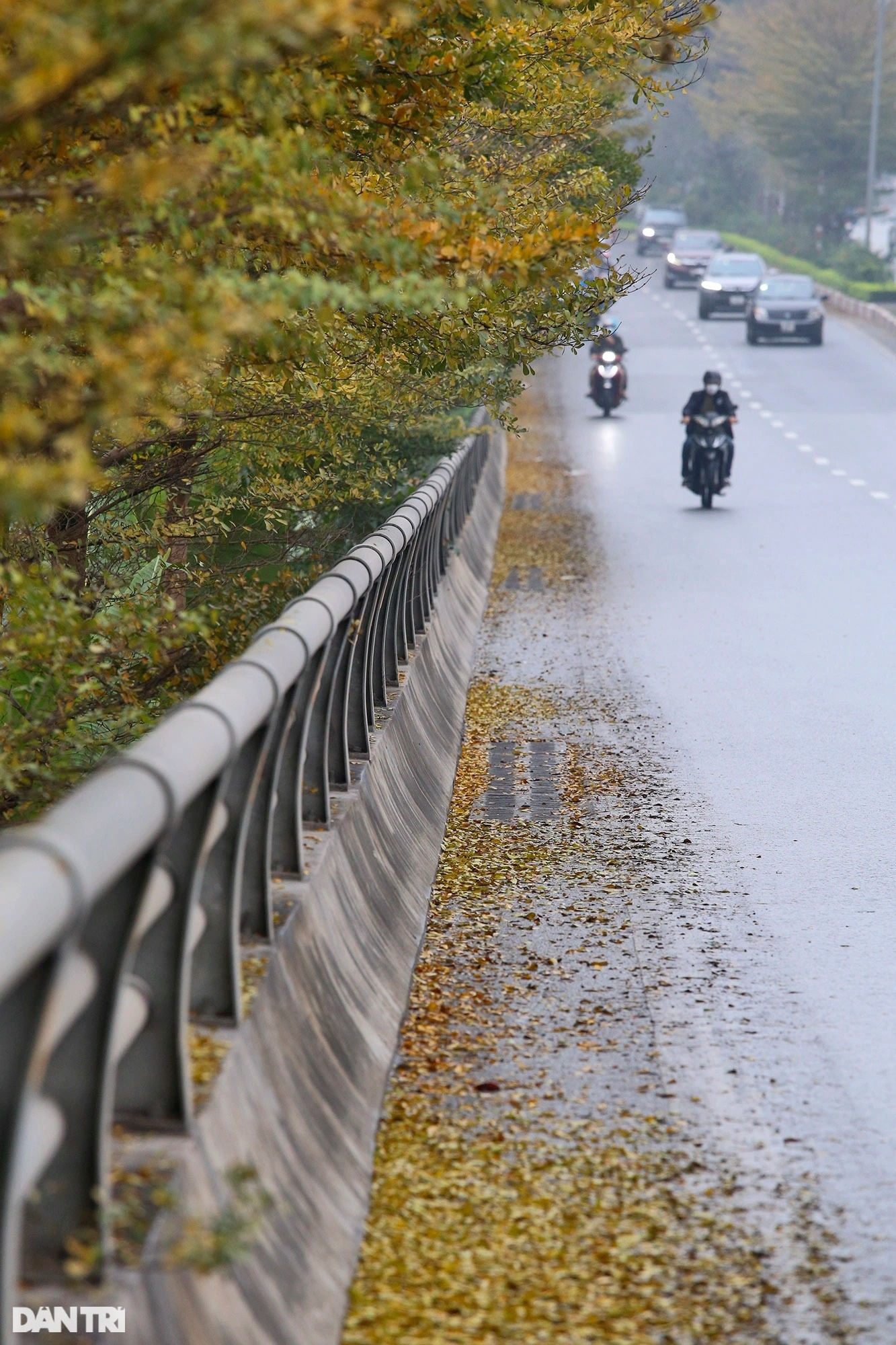 Amazingly beautiful the rows of small yellow-leaved oak trees on the streets of Hanoi - 12