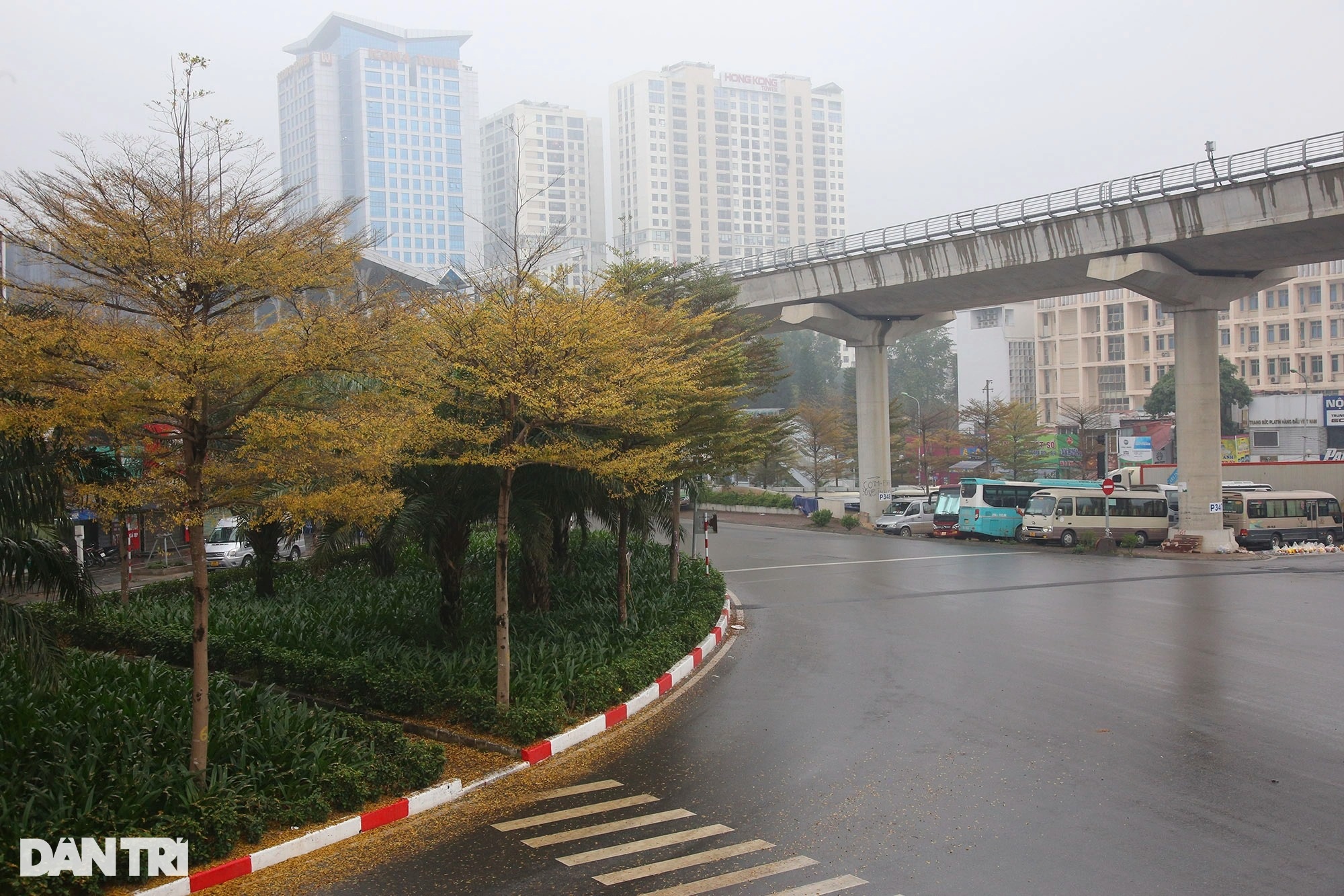 Amazingly beautiful the rows of small yellow-leaved eagle trees on the streets of Hanoi - 14
