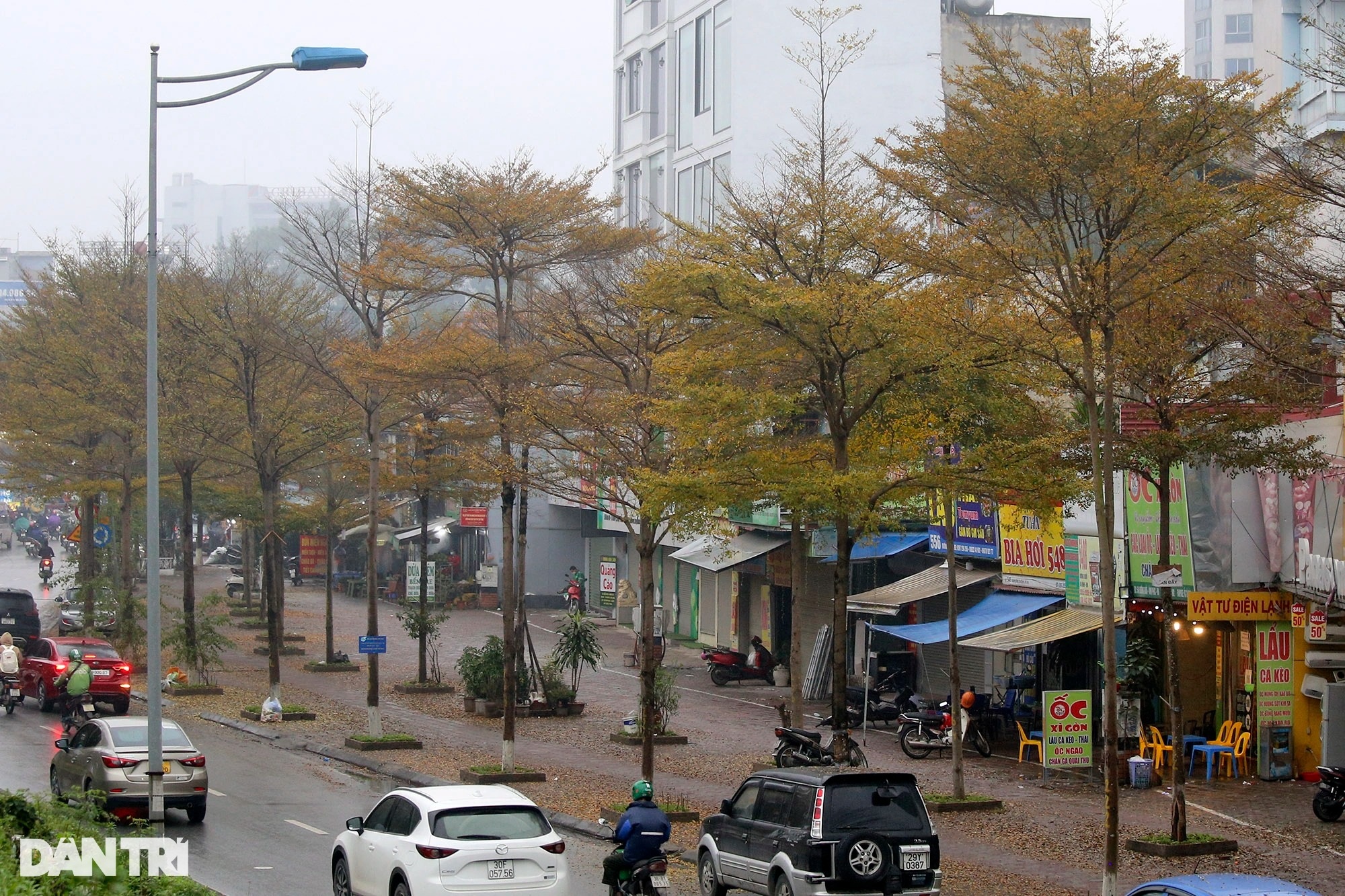 Amazingly beautiful, the rows of small yellow-leaved oak trees on the streets of Hanoi - 16