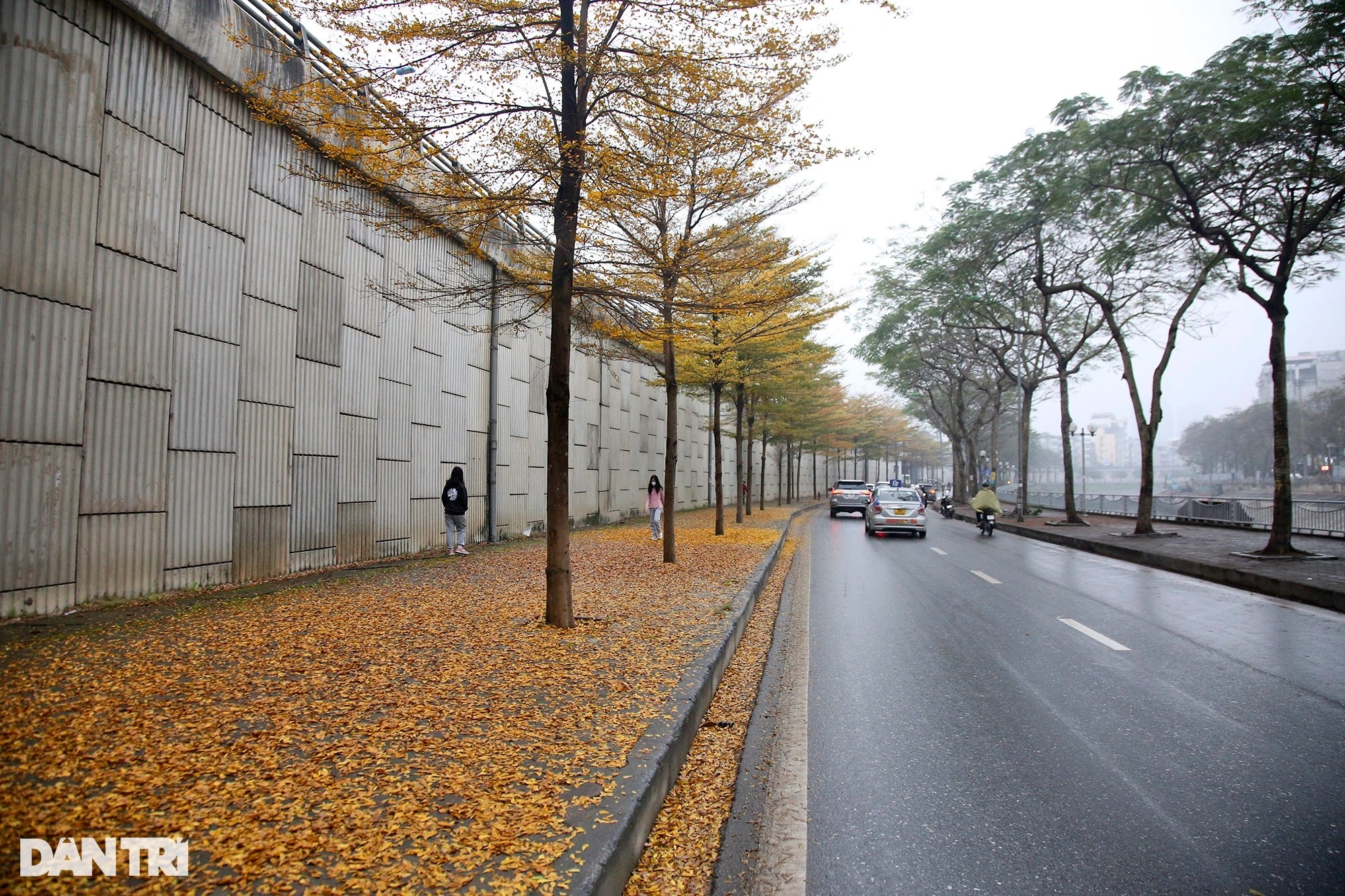Surprisingly beautiful, the rows of small yellow-leaved eagle trees on the streets of Hanoi - 3