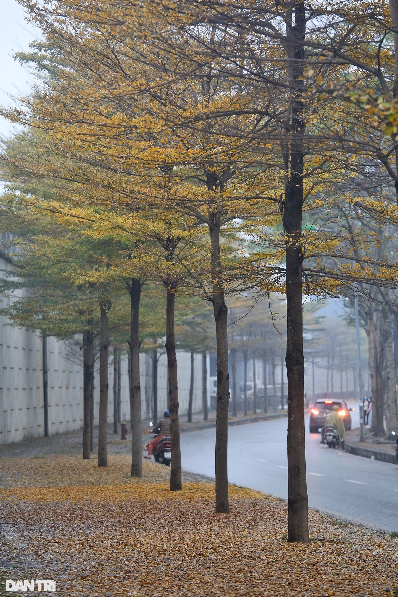 Amazingly beautiful, rows of small yellow-leaved eagle trees on the streets of Hanoi - 4