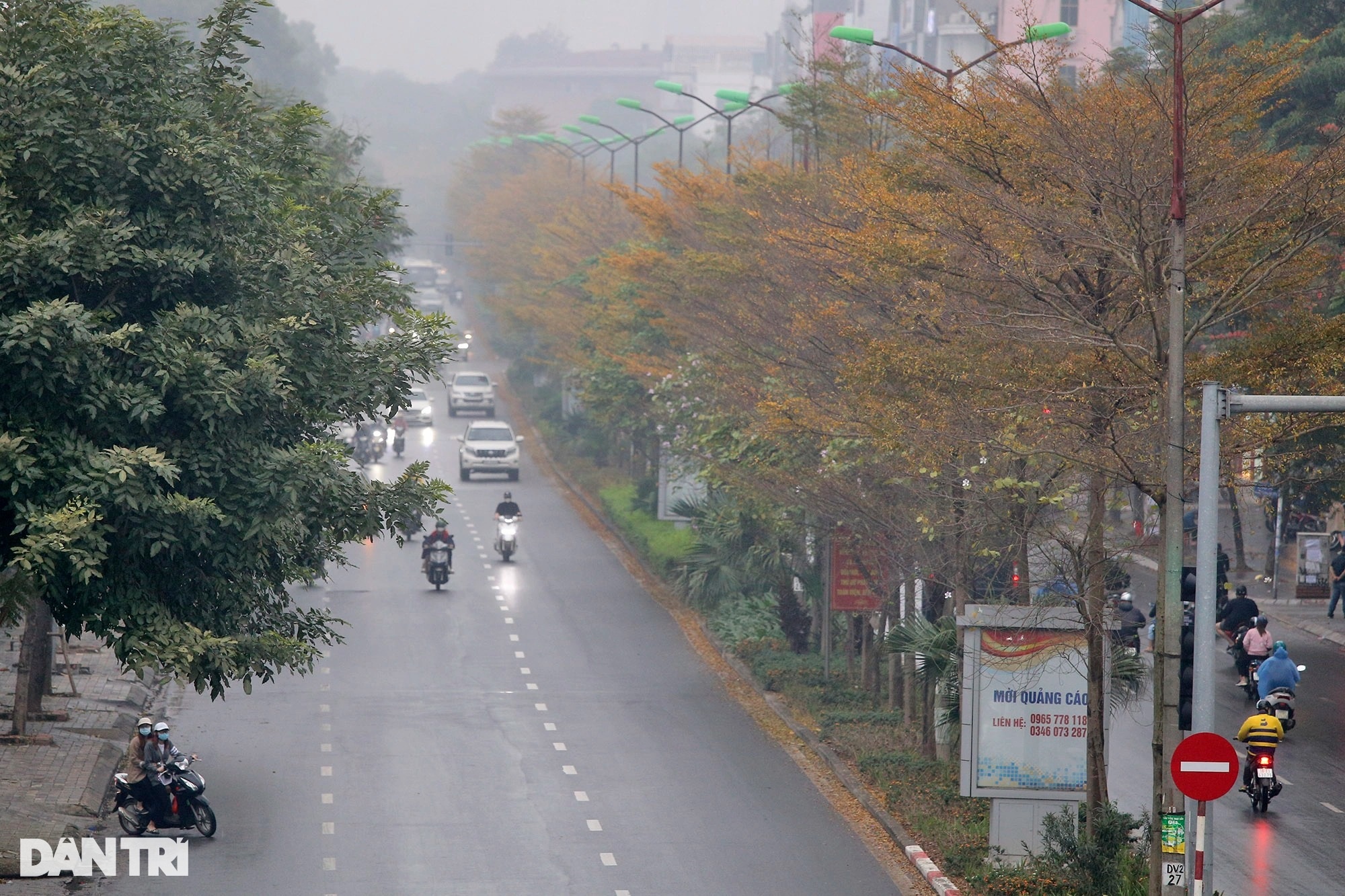 Surprisingly beautiful, the rows of small yellow-leaved oak trees on the streets of Hanoi - 6
