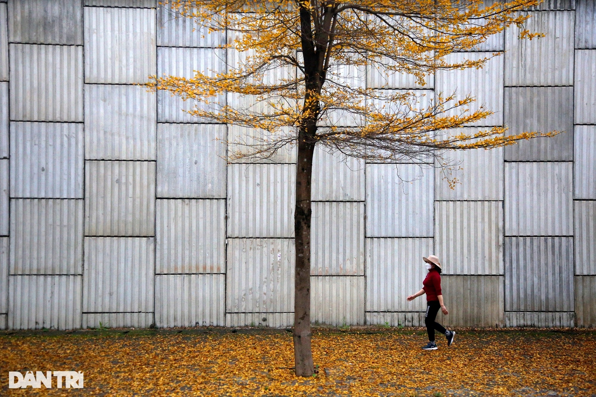 Surprisingly beautiful, the rows of small yellow-leaved eagle trees on the streets of Hanoi - 8