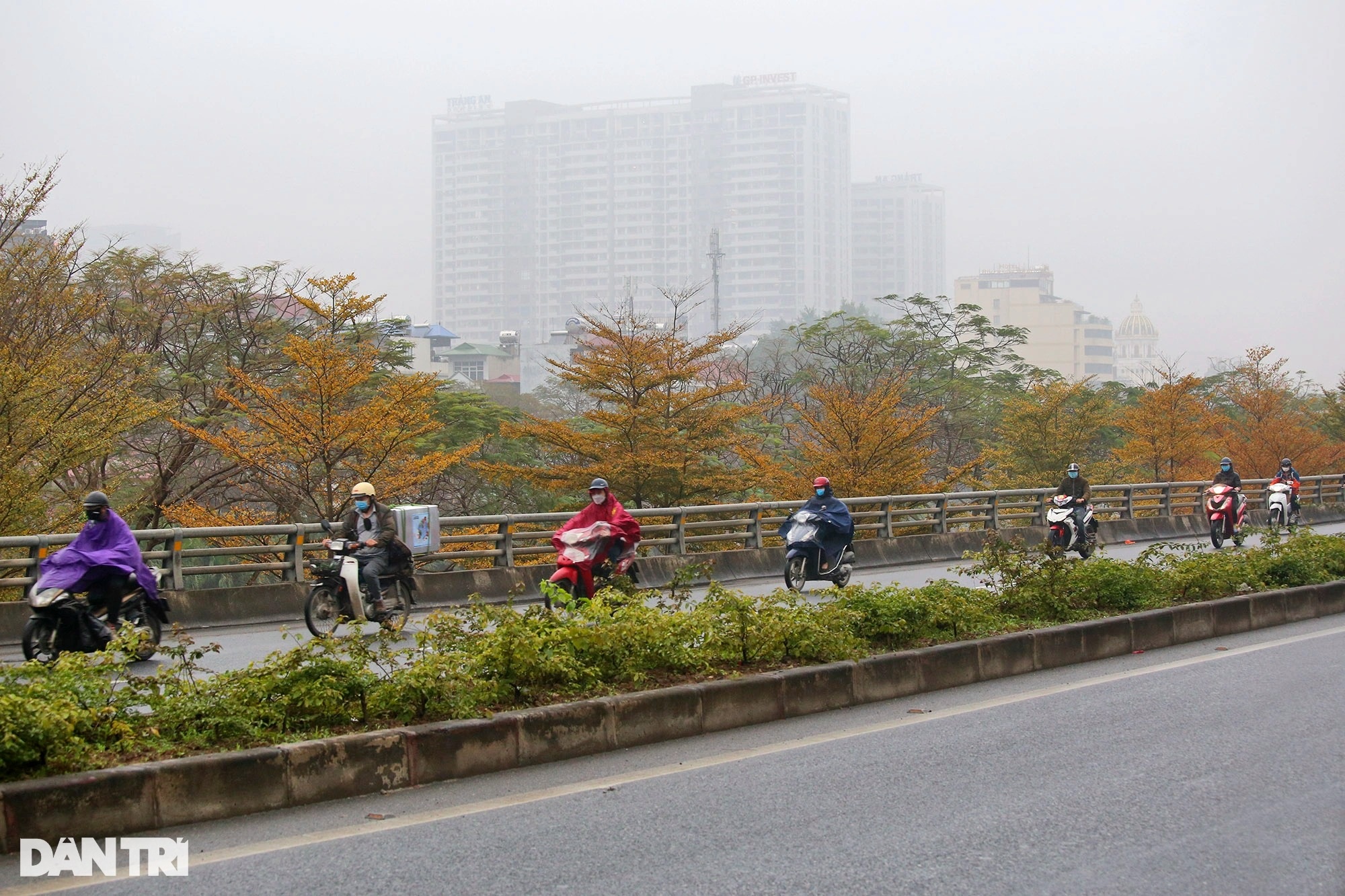 Surprisingly beautiful, the rows of small yellow-leaved eagle trees on the streets of Hanoi - 10