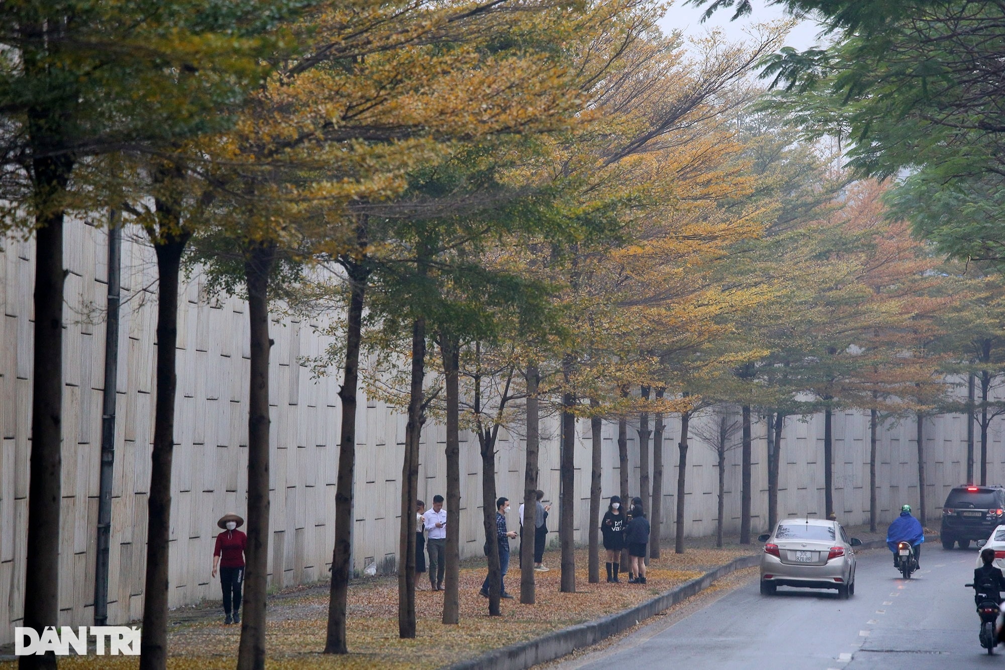 Amazingly beautiful, rows of small yellow-leaved eagle trees on the streets of Hanoi - 5