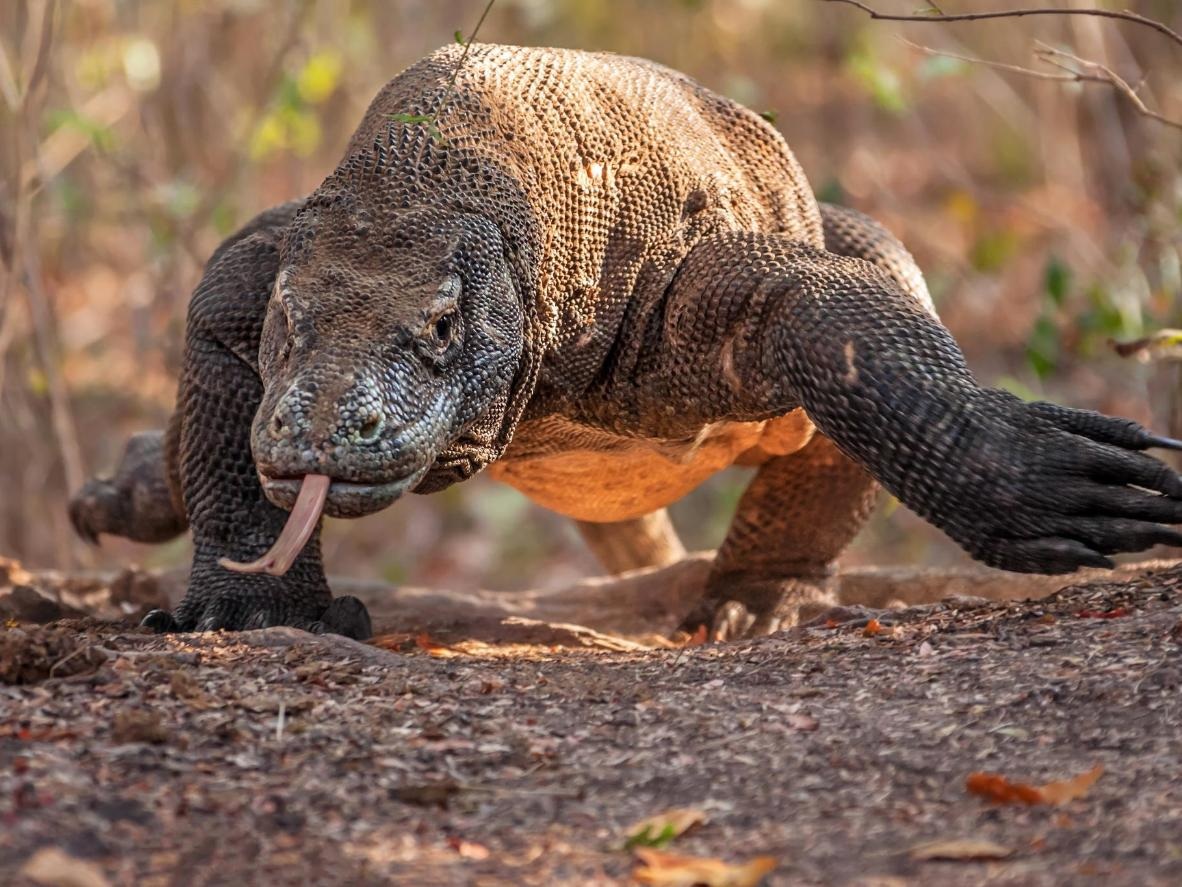 Kinh hoàng cảnh rồng Komodo ăn tươi nuốt sống dê núi trong tích tắc - 1