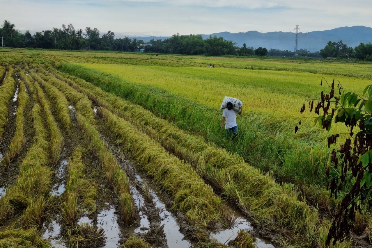 Gian dối để hưởng ưu đãi tiền sử dụng đất sẽ bị phạt và tính lại thuế