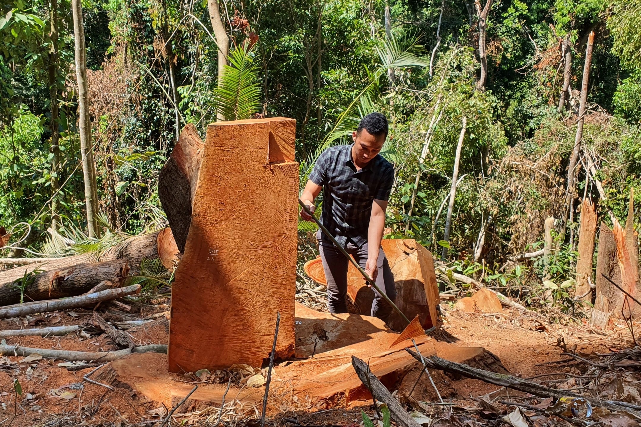 Chủ tịch tỉnh Kon Tum chỉ đạo khẩn trương điều tra vụ phá rừng ở Măng Đen - 2