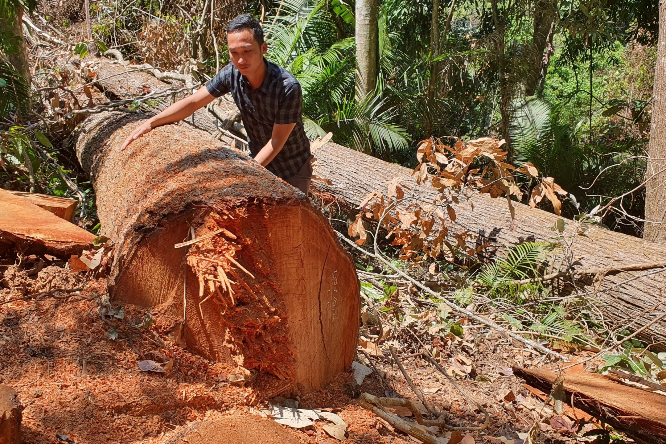 Chủ tịch tỉnh Kon Tum chỉ đạo khẩn trương điều tra vụ phá rừng ở Măng Đen - 1