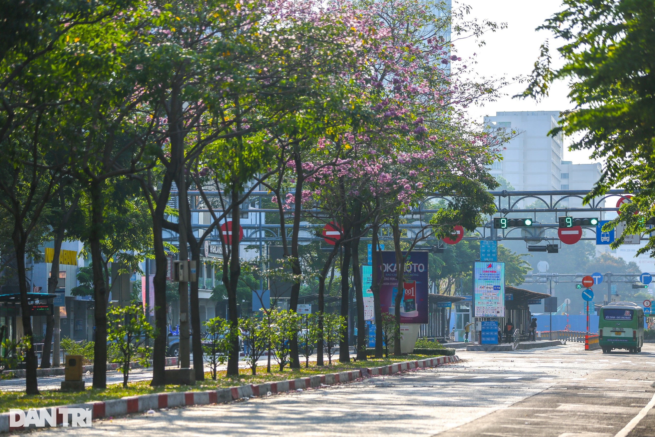 Giới trẻ háo hức chụp ảnh với hoa kèn hồng đang mùa nở rộ ở TPHCM - 6 Giới trẻ háo hức chụp ảnh với hoa kèn hồng đang mùa nở rộ ở TPHCM - 6