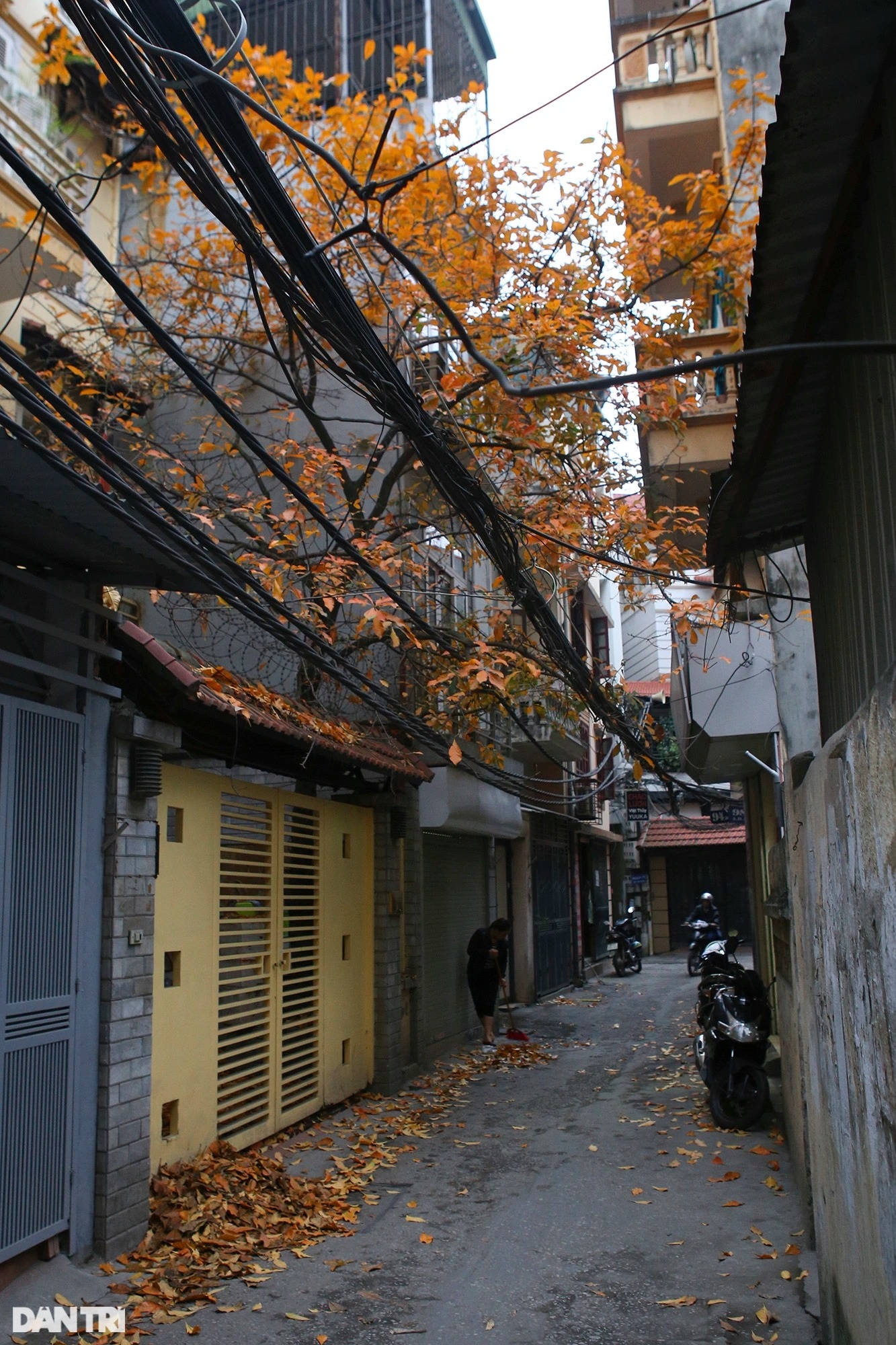 Hanoi is golden in the season when the trees change leaves, young people flock to take pictures - 13