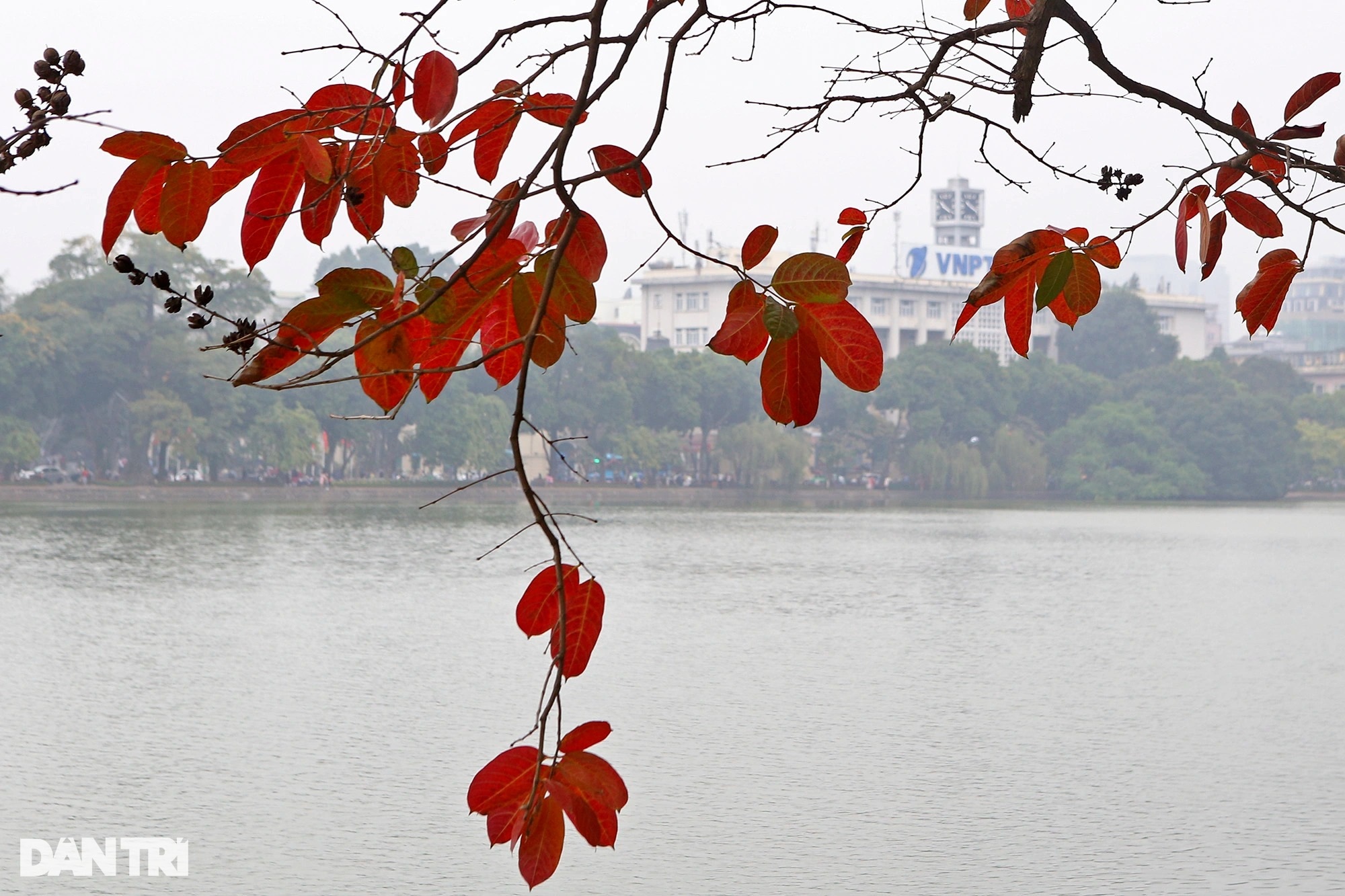 Hanoi is golden in the season when the trees change leaves, young people flock to take pictures - 14