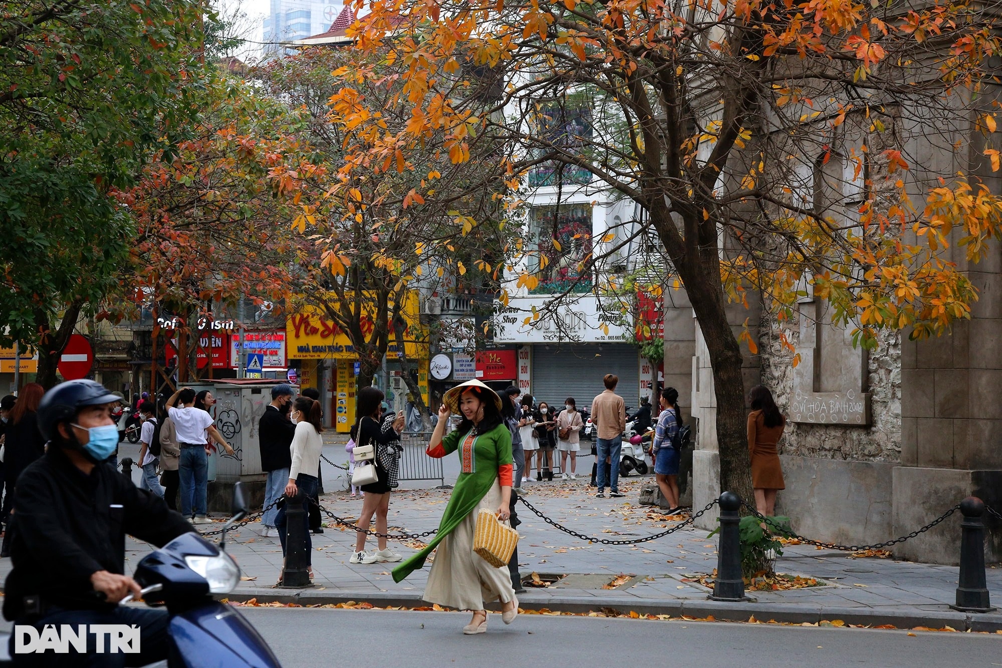 Hanoi is golden in the season when the trees change leaves, young people flock to take pictures - 2