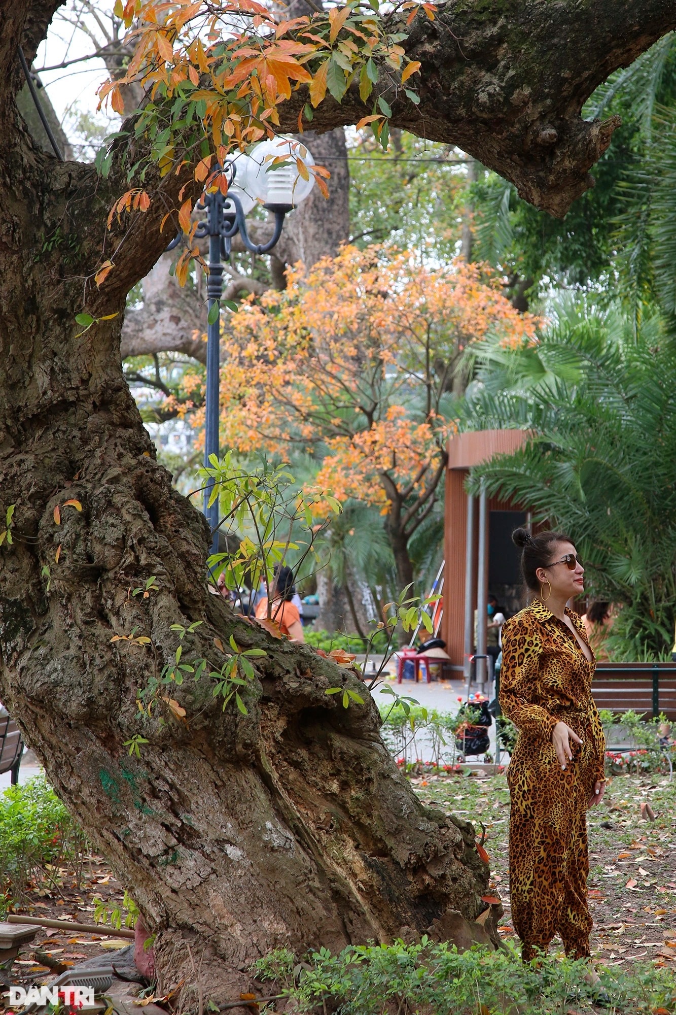 Hanoi is golden in the season when the trees change leaves, young people flock to take pictures - 5