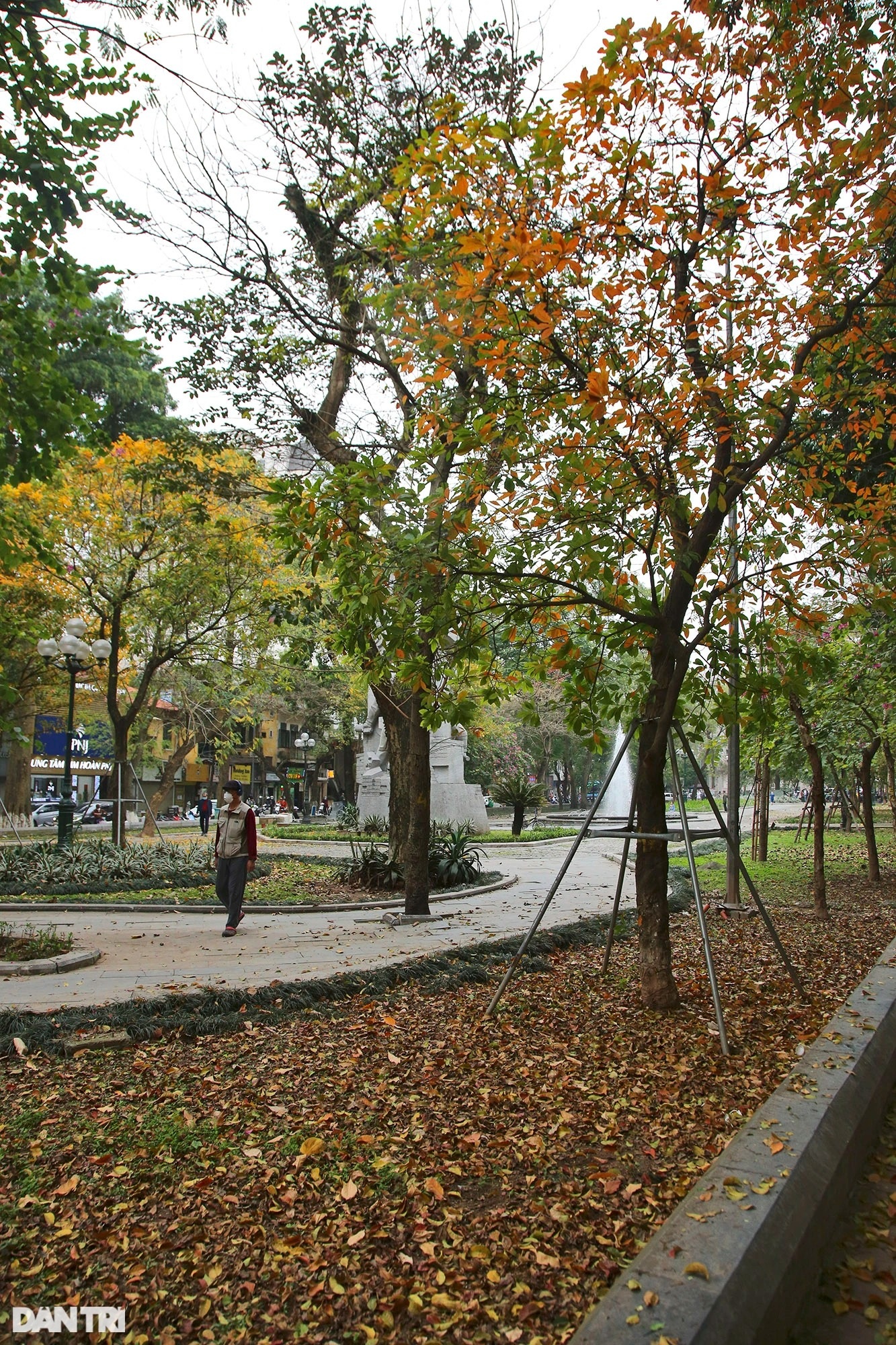 Hanoi is golden in the season when the trees change leaves, young people flock to take pictures - 7
