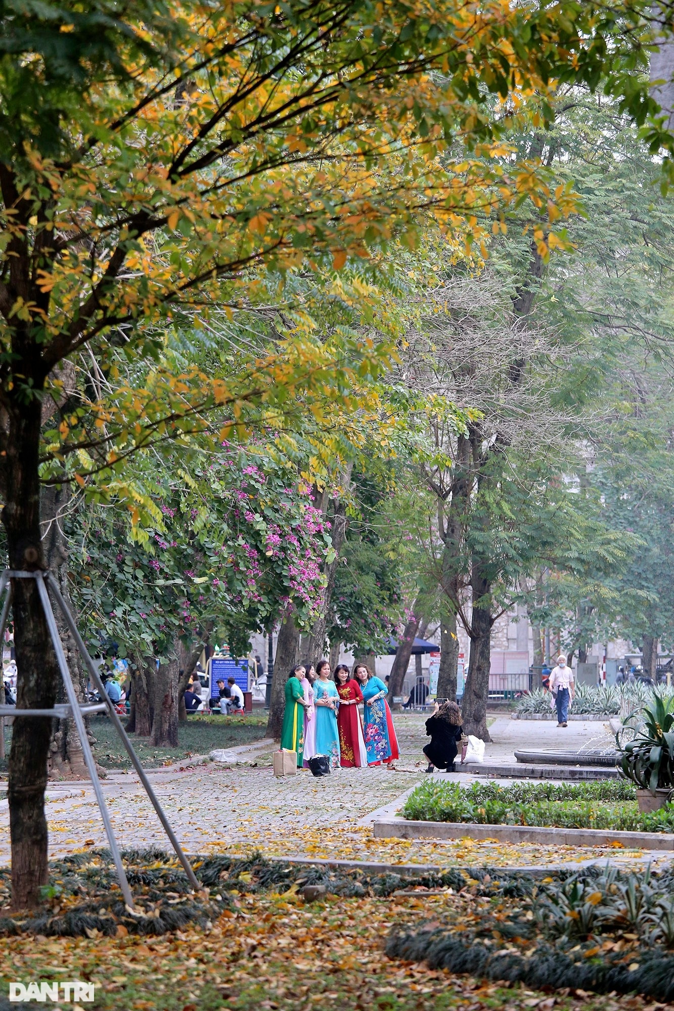 Hanoi is golden in the season when the trees change leaves, young people flock to take pictures - 9