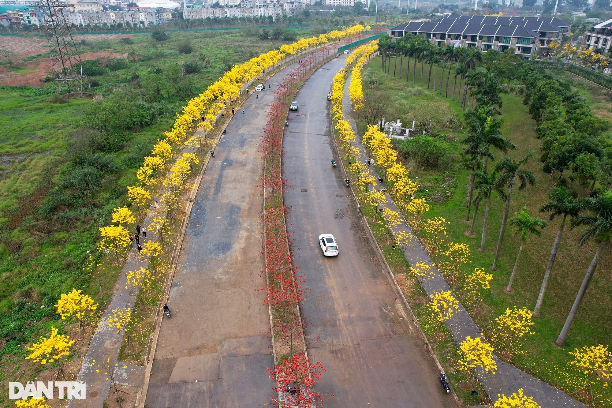 Đẹp ngỡ ngàng đường hoa phong linh nở vàng rực rỡ ở Hà Nội - 15 Đẹp ngỡ ngàng đường hoa phong linh nở vàng rực rỡ ở Hà Nội - 15