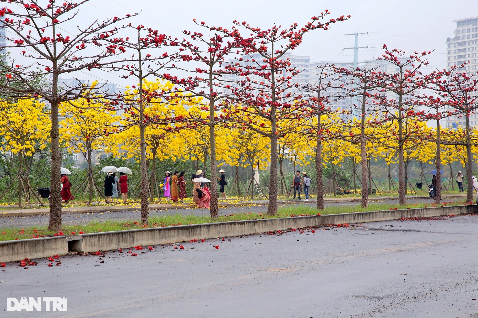 Đẹp ngỡ ngàng đường hoa phong linh nở vàng rực rỡ ở Hà Nội | Báo ...