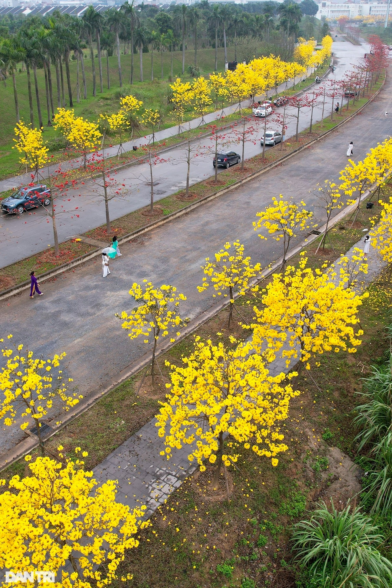 Đẹp ngỡ ngàng đường hoa phong linh nở vàng rực rỡ ở Hà Nội - 5 Đẹp ngỡ ngàng đường hoa phong linh nở vàng rực rỡ ở Hà Nội - 5