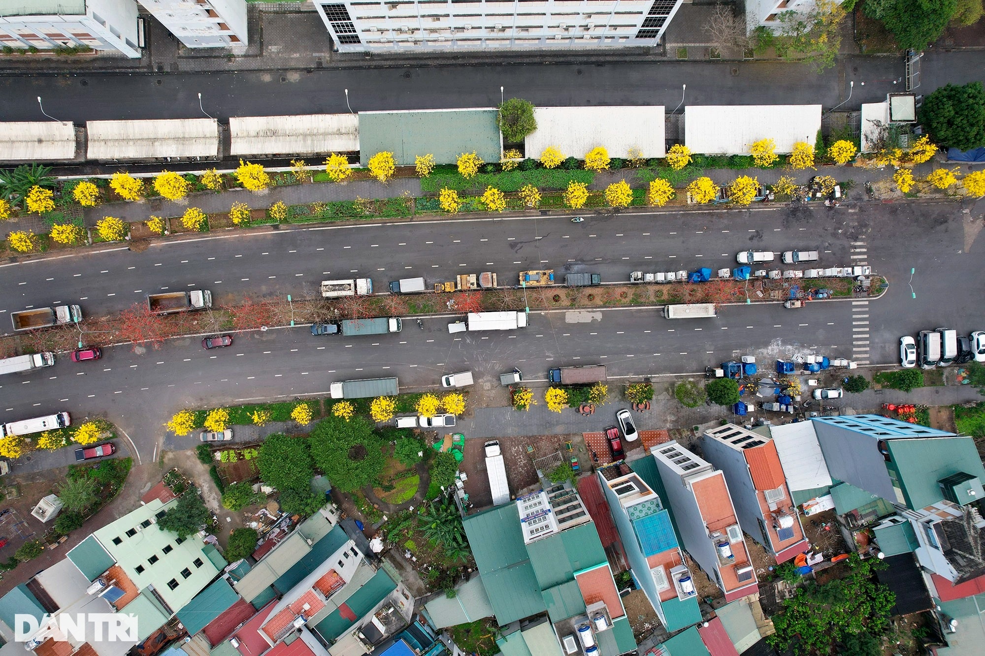 Đẹp ngỡ ngàng đường hoa phong linh nở vàng rực rỡ ở Hà Nội - 16 Đẹp ngỡ ngàng đường hoa phong linh nở vàng rực rỡ ở Hà Nội - 16