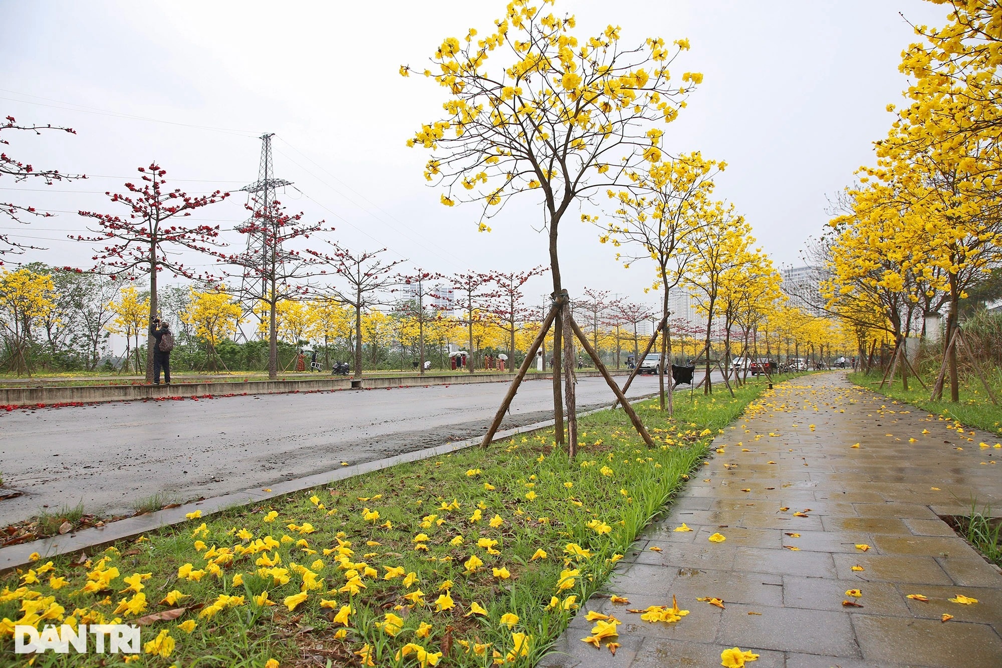 Đẹp ngỡ ngàng đường hoa phong linh nở vàng rực rỡ ở Hà Nội - 17 Đẹp ngỡ ngàng đường hoa phong linh nở vàng rực rỡ ở Hà Nội - 17