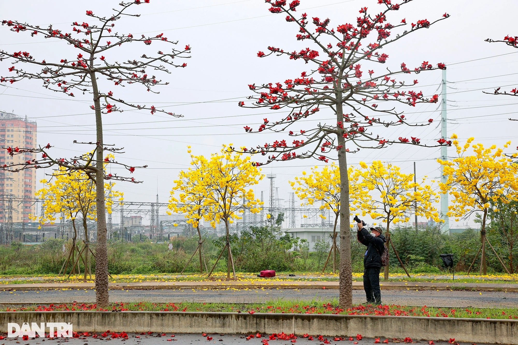 Đẹp ngỡ ngàng đường hoa phong linh nở vàng rực rỡ ở Hà Nội - 18 Đẹp ngỡ ngàng đường hoa phong linh nở vàng rực rỡ ở Hà Nội - 18