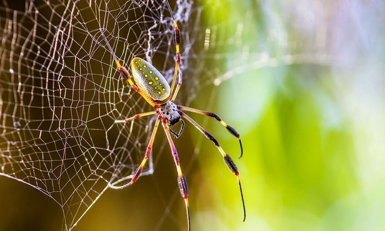 Tơ nhện có thể hỗ trợ điều trị ung thư - 1 Tơ nhện có thể hỗ trợ điều trị ung thư - 1