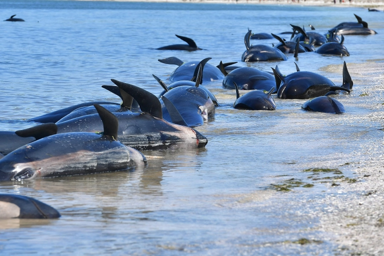 Hơn 30 con cá voi hoa tiêu mắc cạn bí ẩn ở New Zealand - 1