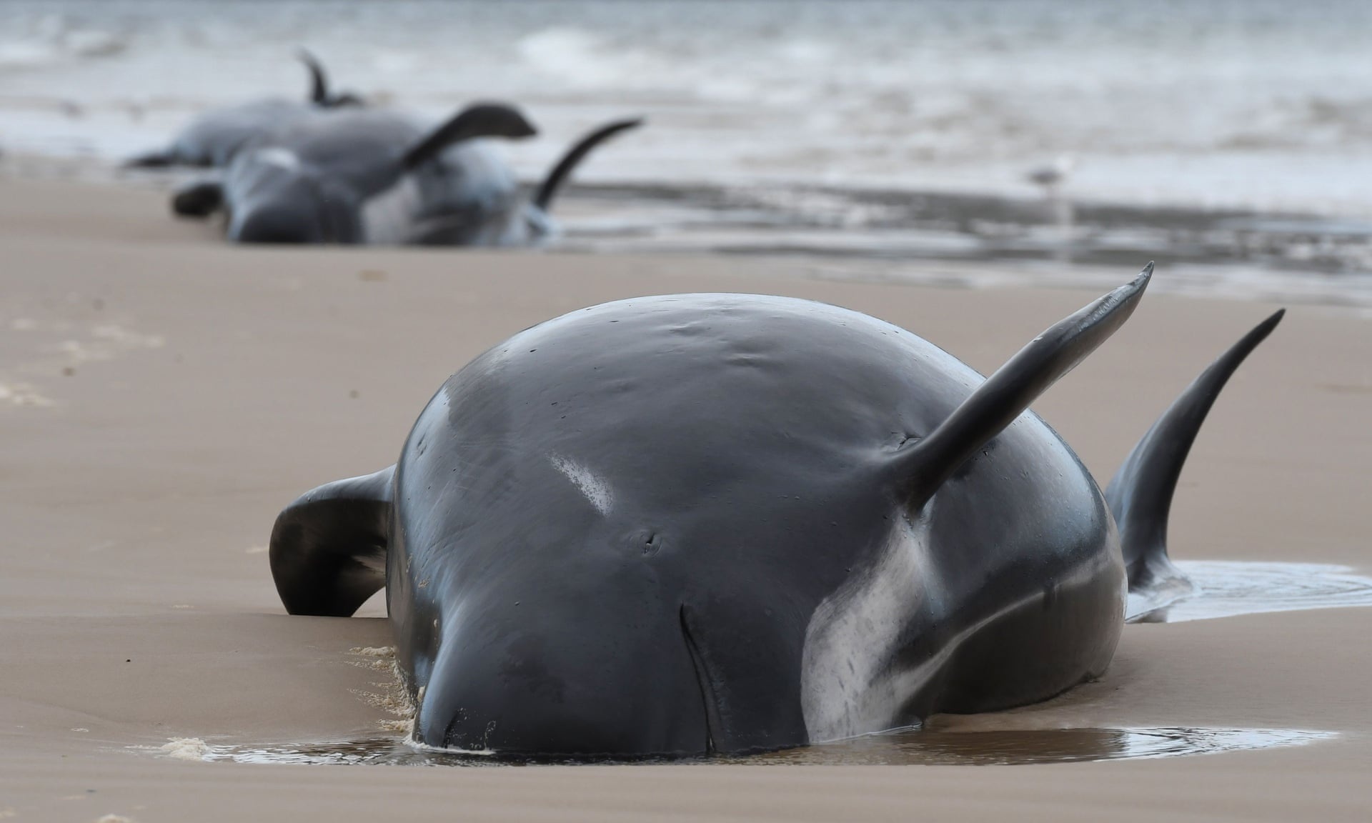 Hơn 30 con cá voi hoa tiêu mắc cạn bí ẩn ở New Zealand - 2