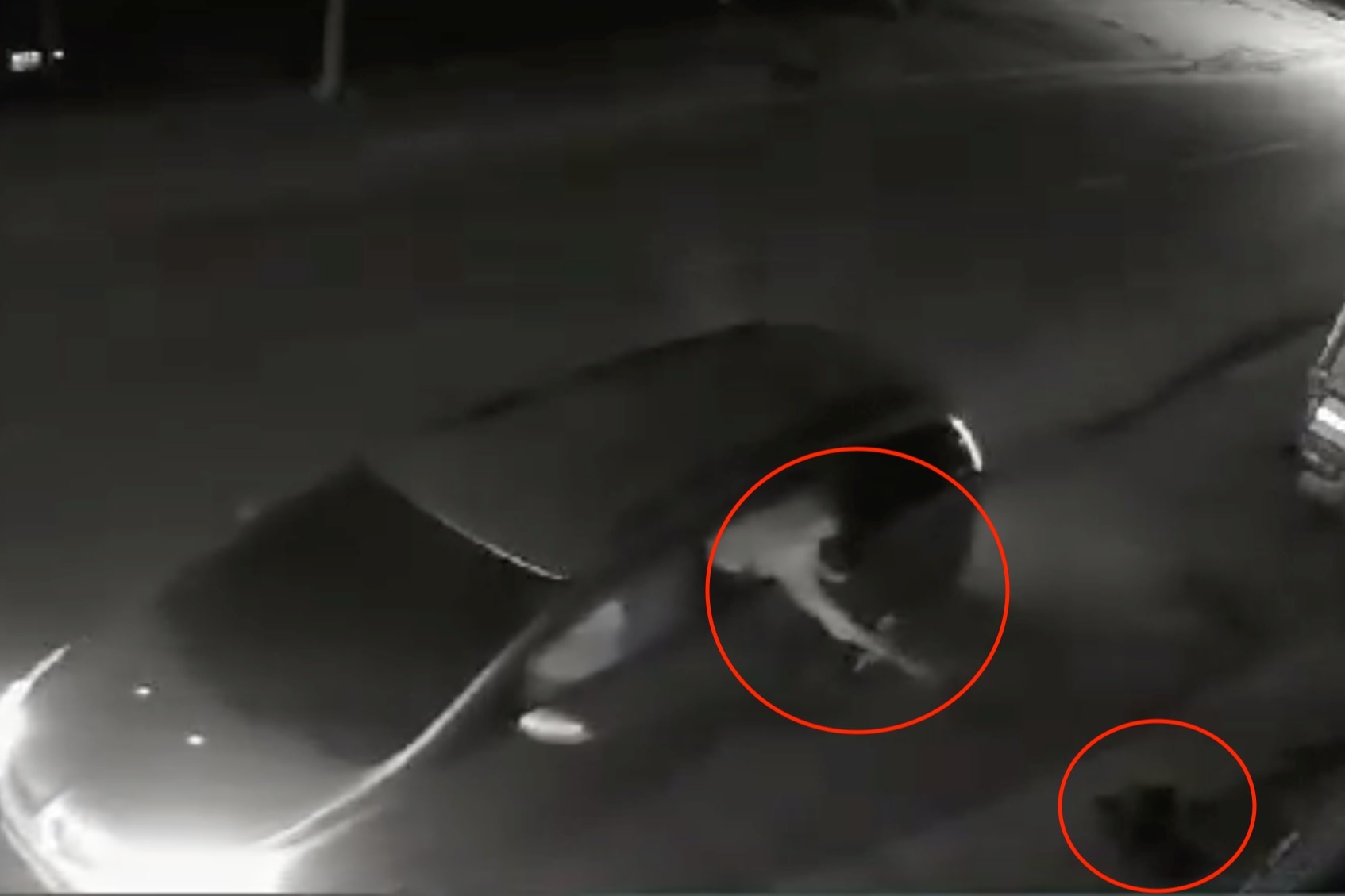 Clip thanh niên lái ô tô đi trộm chó ở TPHCM - 1