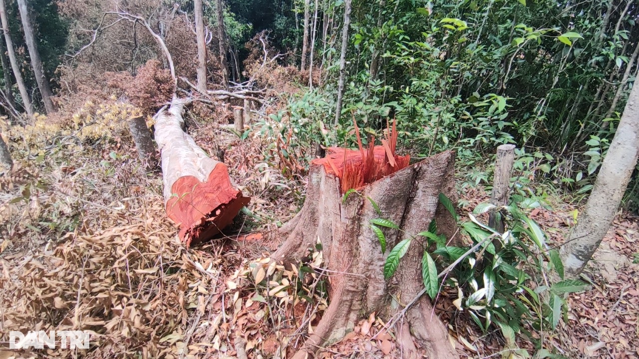 Lâm tặc mở công trường khai thác gỗ, dân đi sau cạo trọc rừng - 11 Lâm tặc mở công trường khai thác gỗ, dân đi sau cạo trọc rừng - 11