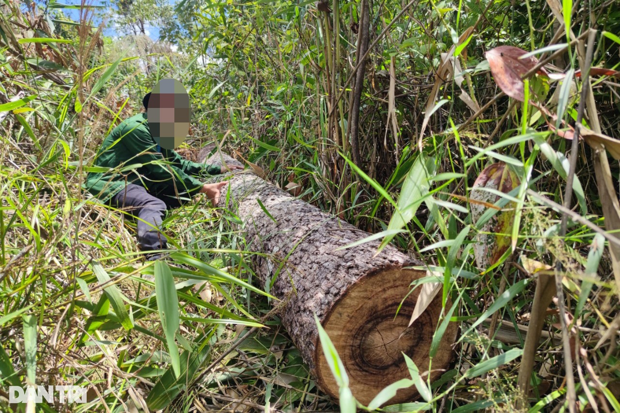 Lâm tặc mở công trường khai thác gỗ, dân đi sau cạo trọc rừng - 6