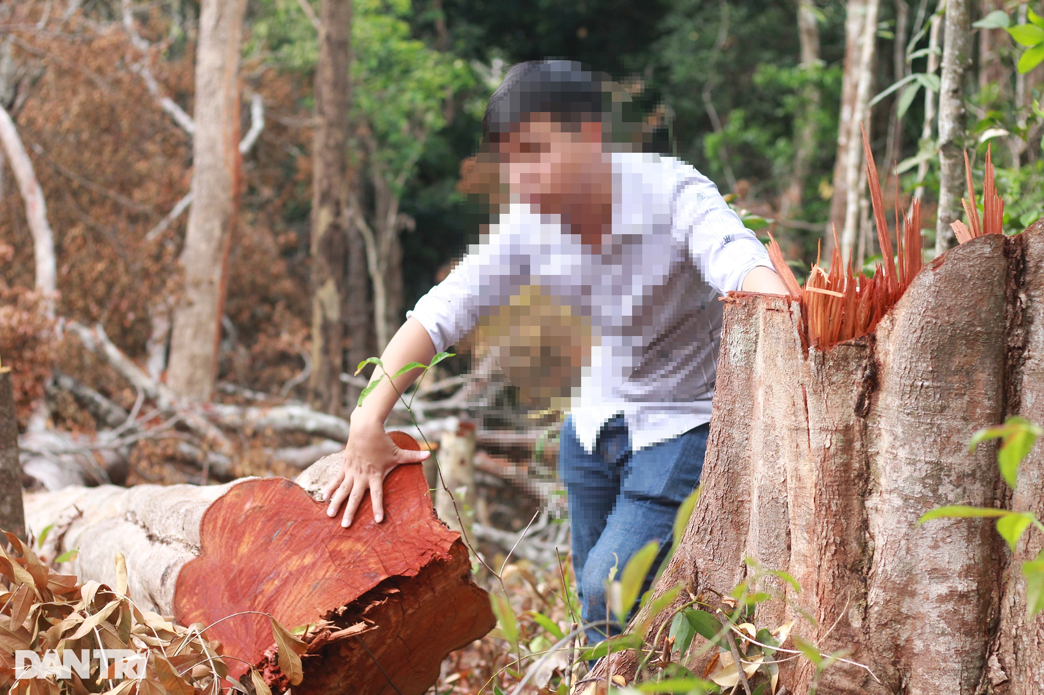Lâm tặc mở công trường khai thác gỗ, dân đi sau cạo trọc rừng - 2