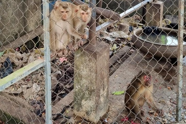 Một ngôi chùa phóng sinh 4 cá thể khỉ quý hiếm - 2