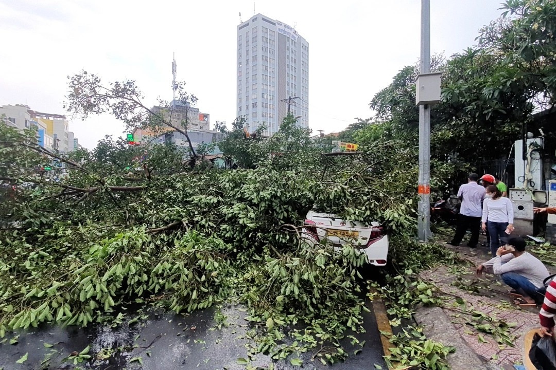 Cây đa lớn bất ngờ bật gốc đè 2 ô tô trước BV Ung Bướu TPHCM - 1