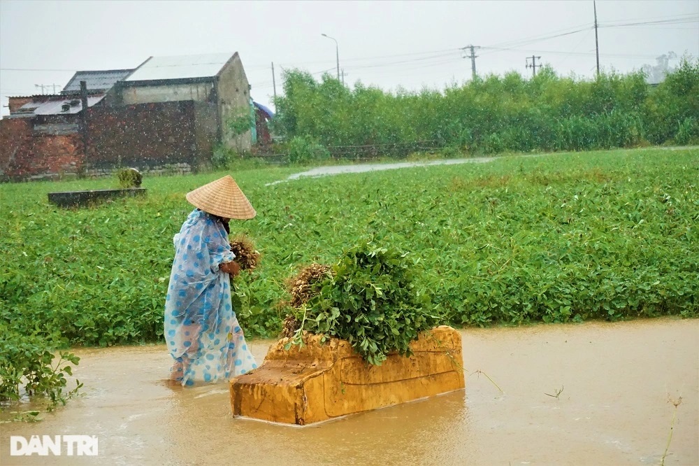 Nông dân gạt nước mắt đội mưa vớt nông sản  - 2