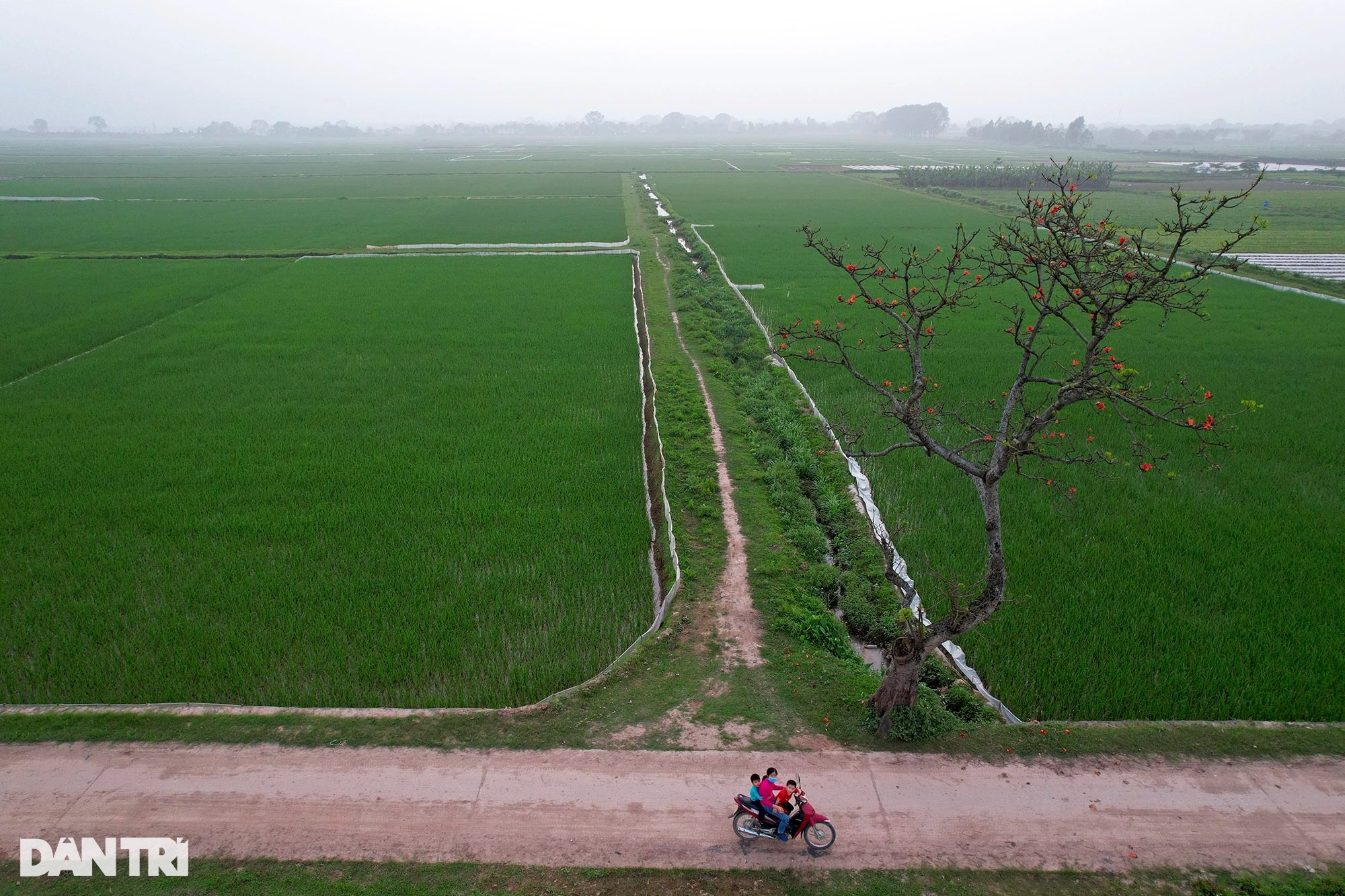 Đỏ rực từ nông thôn đến thành phố mùa hoa gạo tháng Ba ở Hà Nội - 2