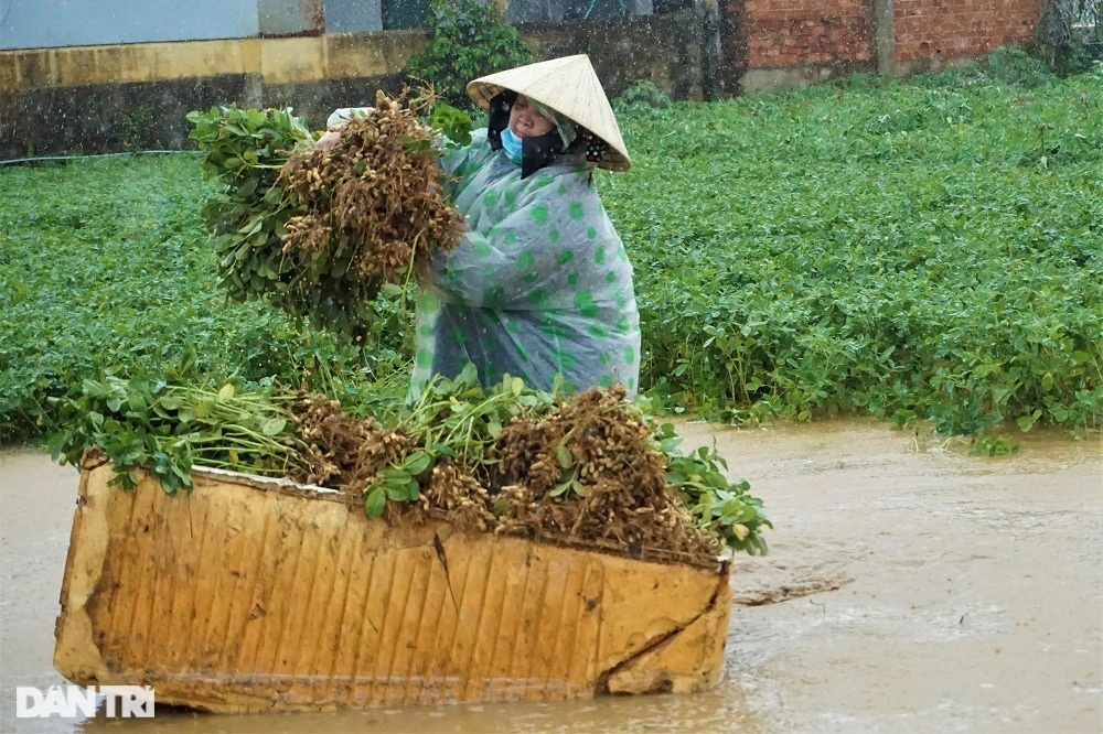 Nông dân gạt nước mắt đội mưa vớt nông sản  - 3