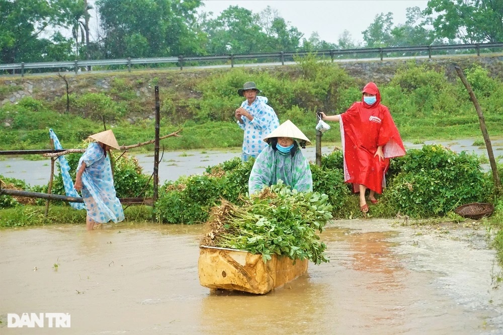 Nông dân gạt nước mắt đội mưa vớt nông sản  - 5