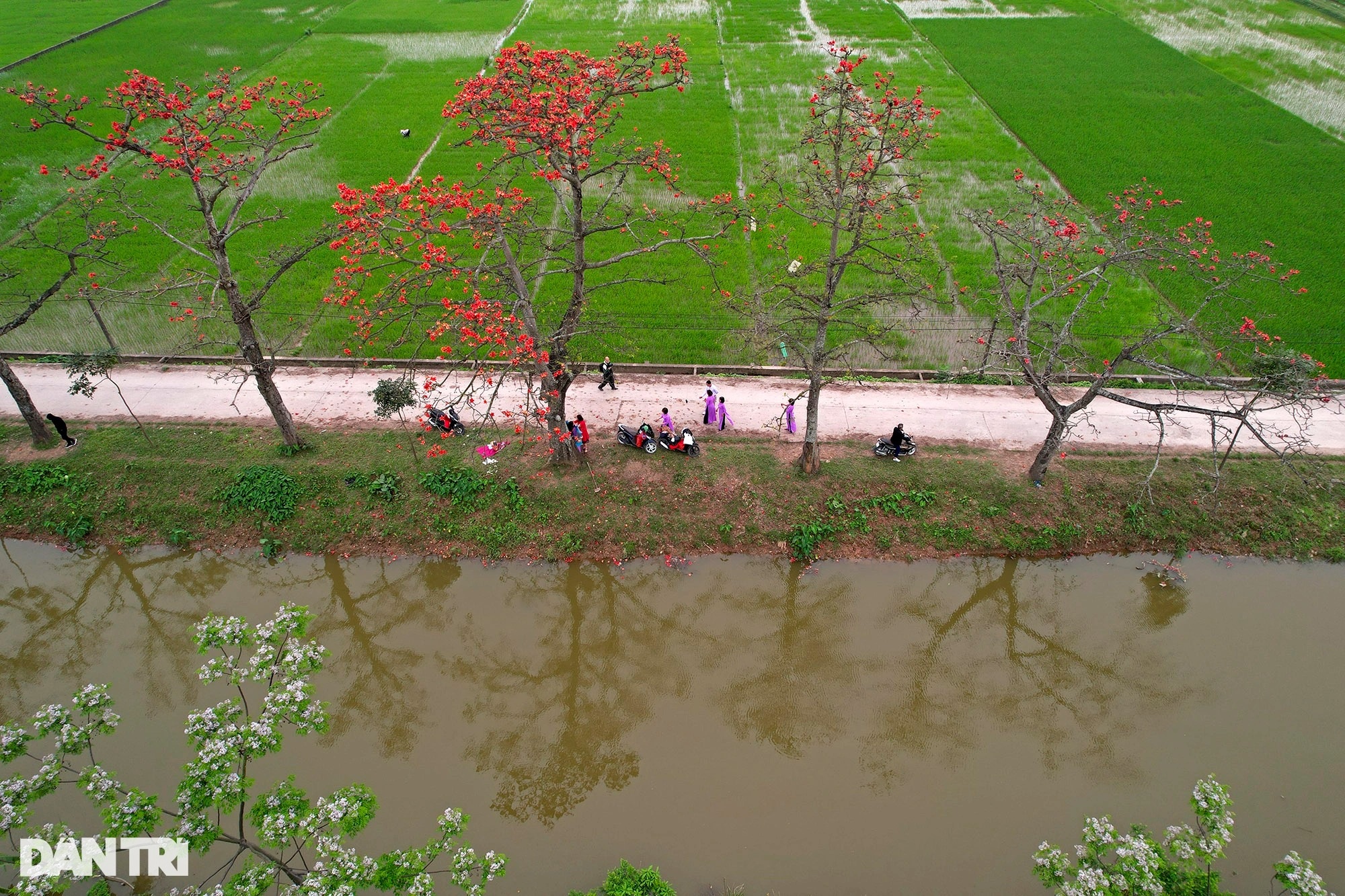 Đỏ rực từ nông thôn đến thành phố mùa hoa gạo tháng Ba ở Hà Nội - 7