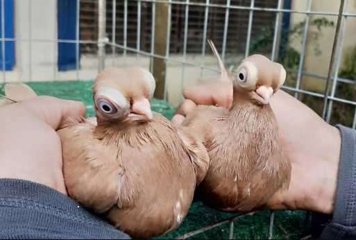Loài chim với ngoại hình kỳ quái, như bước ra từ phim hoạt hình - 3
