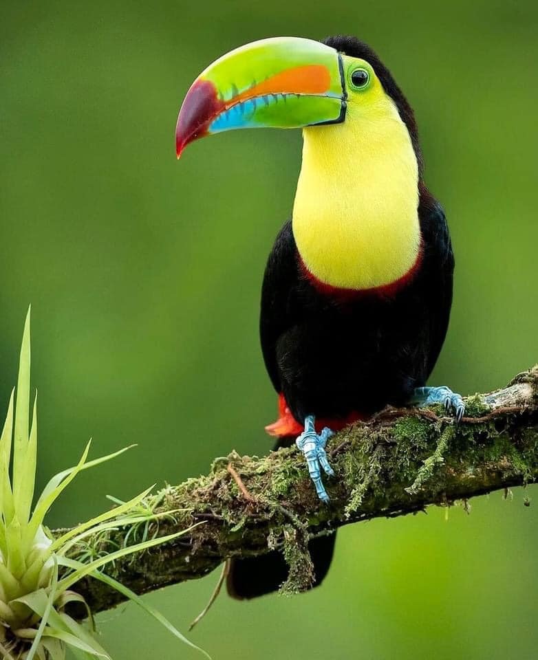 Vẻ đẹp của loài chim Toucan - 18