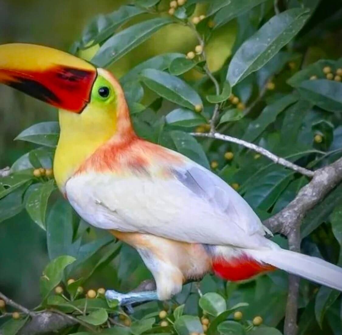 Vẻ đẹp của loài chim Toucan - 6