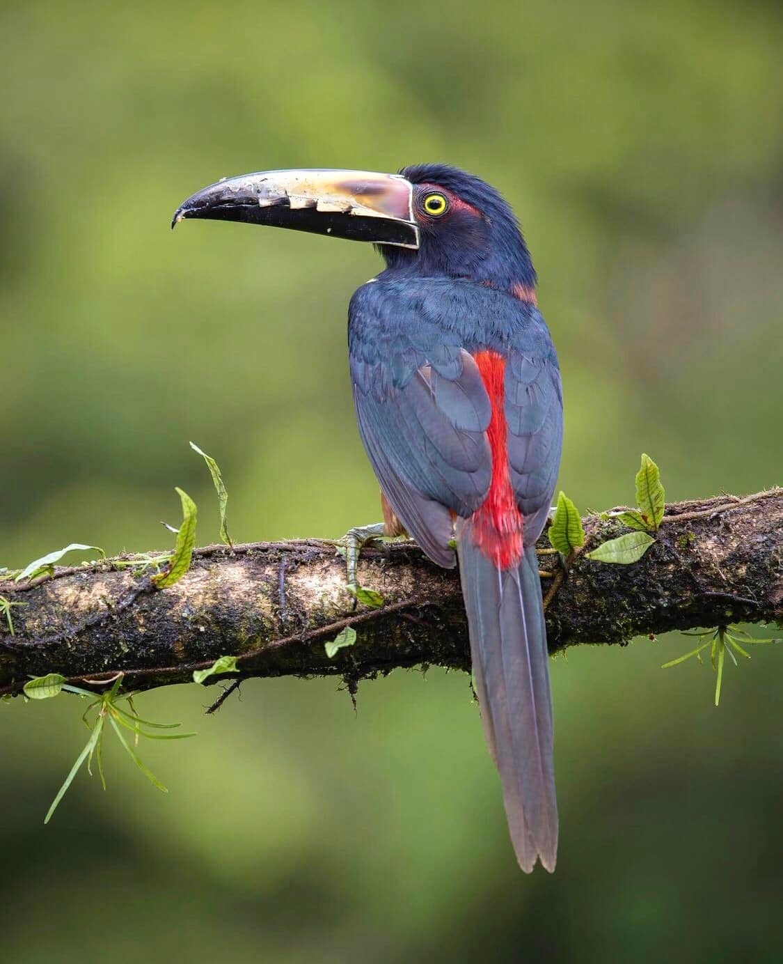 Vẻ đẹp của loài chim Toucan - 7