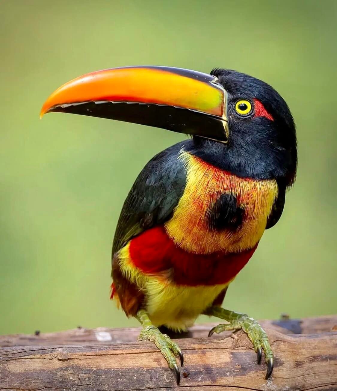 Vẻ đẹp của loài chim Toucan - 9