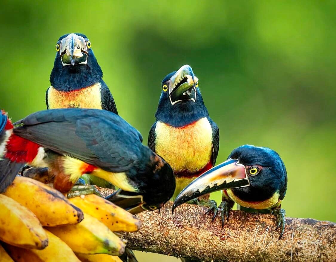 Vẻ đẹp của loài chim Toucan - 2