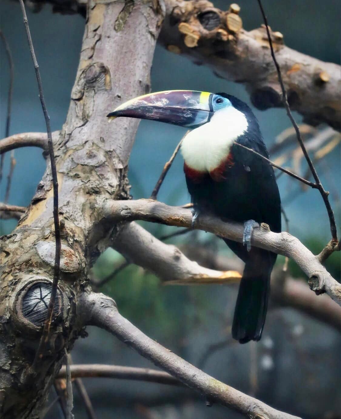 Vẻ đẹp của loài chim Toucan - 14