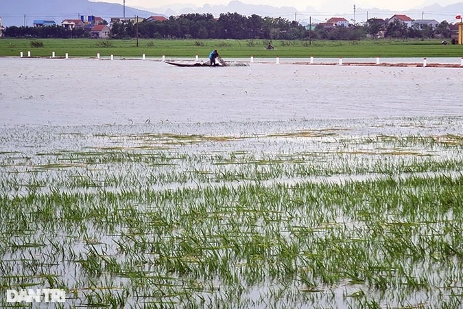Quảng Bình mất trắng hơn 57 tỷ đồng vì mưa lũ trái mùa - 1