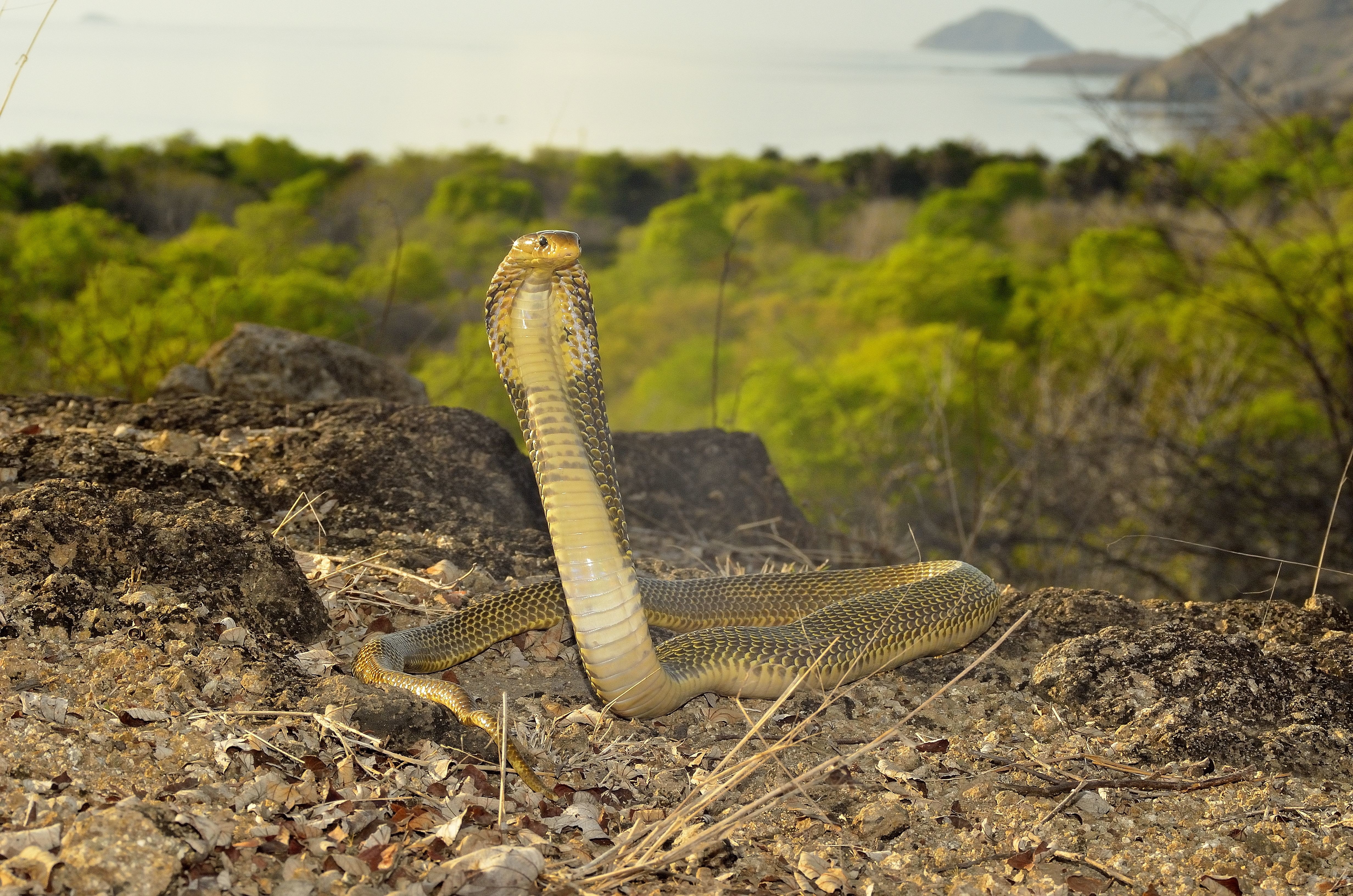 The indian cobra is a very snake. Naja sputatrix. Кобра удав желтопузик уж. Желтопузик. Жилище кобры.